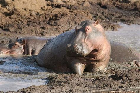 Hippopotamus Complete Guide Worldwide Nature