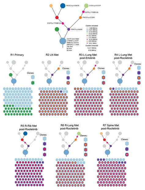 Schematic Of Clonal Evolution In A Patient With EGFR Mutant Lung