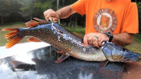 4 Simple Steps To Land A Delicious Pike: The Ultimate Catch Of The Day