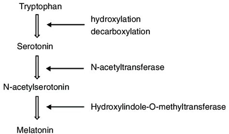 Melatonin synthesis from tryptophan. | Download Scientific Diagram