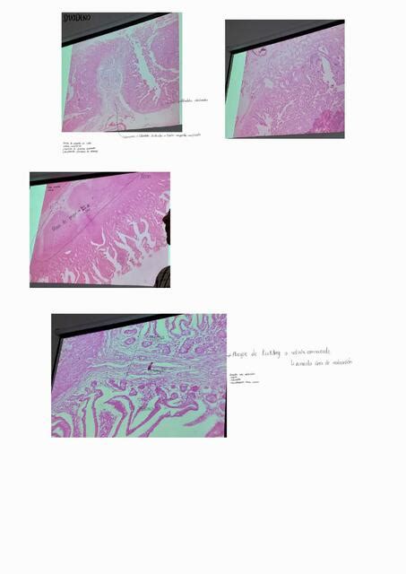 Apuntes de Histología Leydi Suárez uDocz