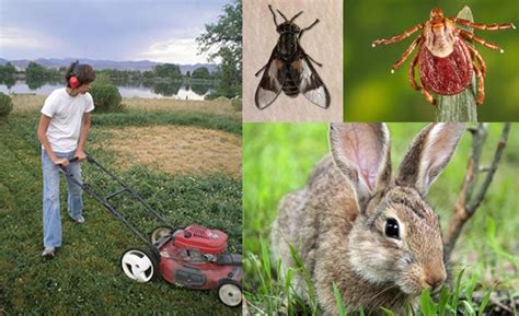 Tularemia | CDC