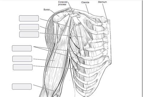 Lab Final Muscles Of The Trunk Diagram Quizlet