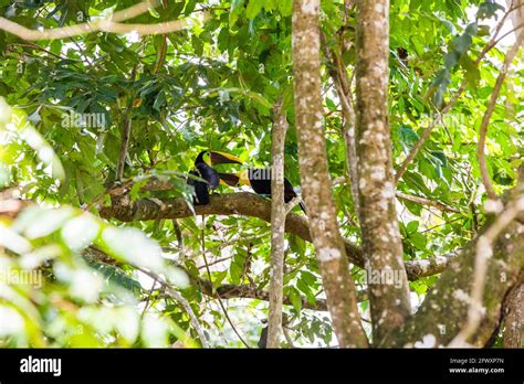 Chestnut Mandibled Toucan Couple Or Swainson S Toucan Ramphastos