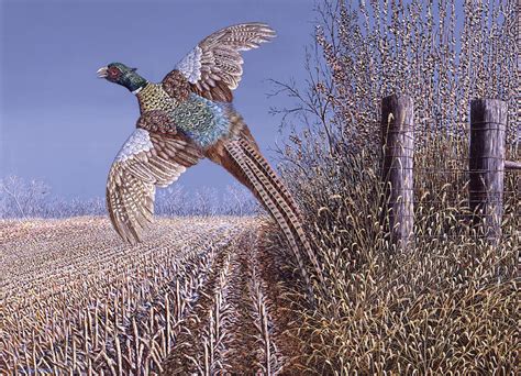 Breakin Out Ring Necked Pheasant Painting By Craig Carlson Fine Art