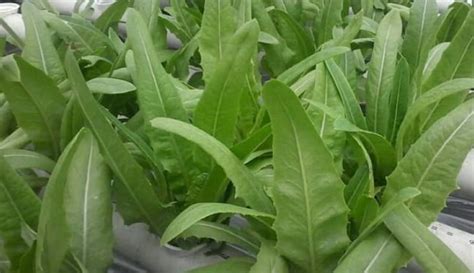 Tips Panduan Budidaya Cara Menanam Lettuce Siomak Ruangburuh