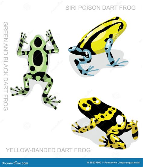 Frog Poison Dart Frog Frog Set Cartoon Vector Illustration Stock