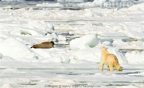 Stock Photo Of Polar Bear Ursus Maritimus Hunting Seal On Sea Ice