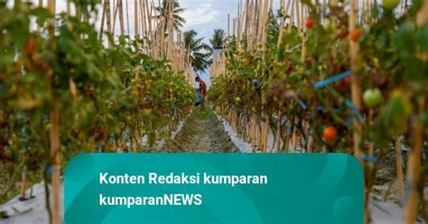 Kepala Bps Sebut Sektor Pertanian Konsisten Tumbuh Positif Kumparan