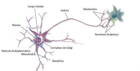 Tecido Nervoso Biologia Geral