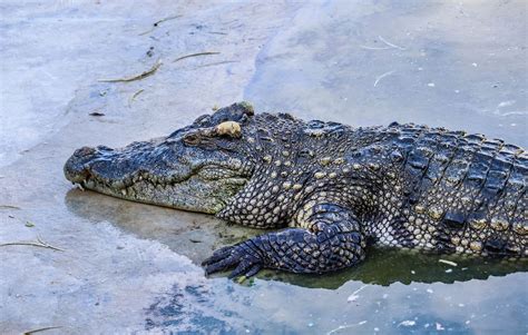 Spot The Difference Between Crocodiles And Alligators The Wolf Center