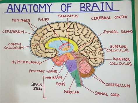 Anatomy Of The Brain Chart 20x26 Brain Anatomy Anatomy Brain Poster Images