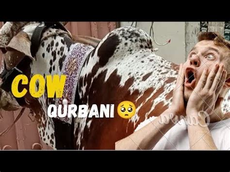 Cow Qurbani Eid Ul Adha Vlog Ll Ayan Mohid Vlogs Youtube