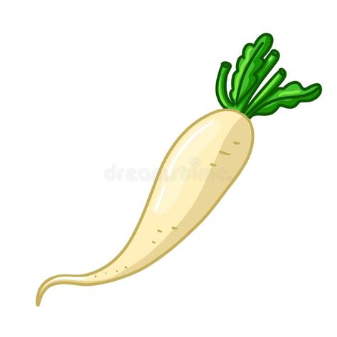 Daikon Radish Salad Stock Illustrations 827 Daikon Radish Salad Stock