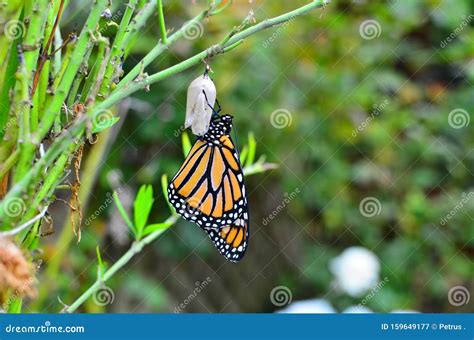 Phylum Arthropoda Class Insecta