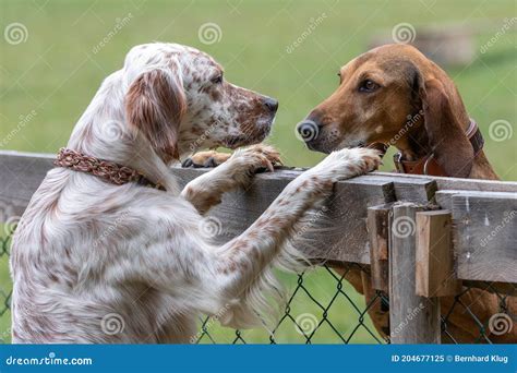 Two Dogs Staring Each Other In The Eyes Stock Image Image Of Green