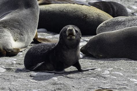 Arctocephalus Gazella Antarctic Fur Seal Otariidae S Flickr