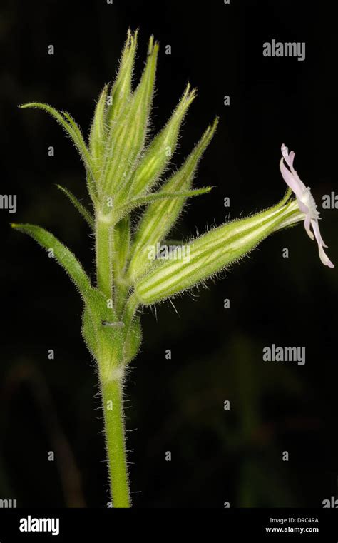 Night Flowering Catchfly Silene Noctiflora Stock Photo Alamy