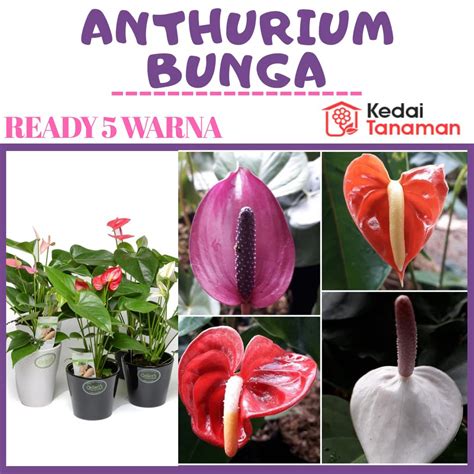 Jual Tanaman Bunga Anthurium Bangkok Berbunga Bunga Anthorium