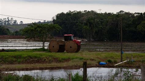 Conab anuncia novo edital para compra de arroz não adquirido em leilão