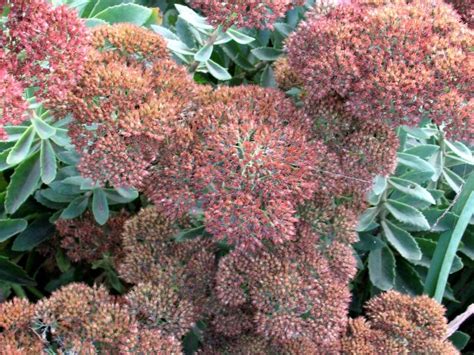 Sedum Autumn Joy Hgtv