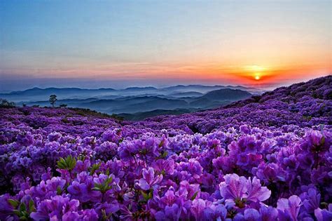 Flowers Mountain Wallpapers Top Free Flowers Mountain Backgrounds