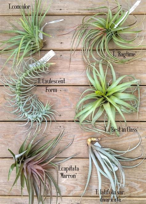 3747 Best Bromeliadsair Plantstillandsia Images On Pinterest Air Plants Succulents And Air