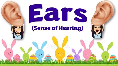 The Five Senses Hearing Cut Out Stock Images Pictures Alamy 43 Off