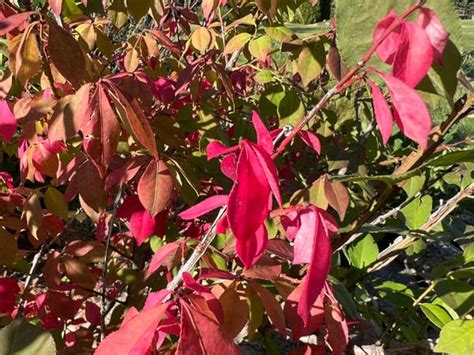 Dwarf Burning Bush Euonymus Alatus Compactus