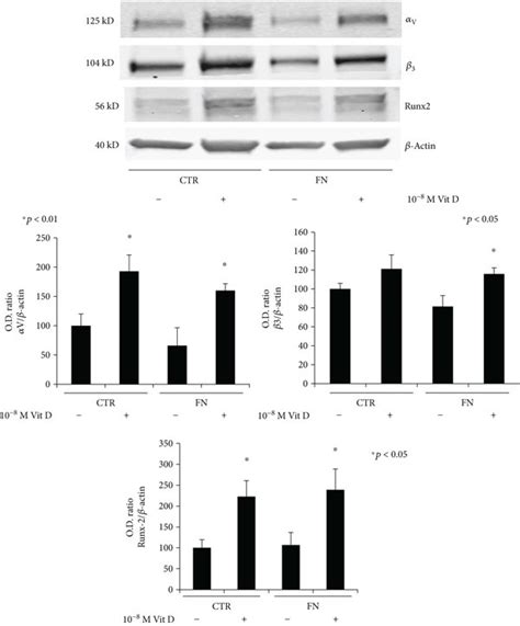 Protein Expression Of Osteogenic Markers Immunoblots Showing The