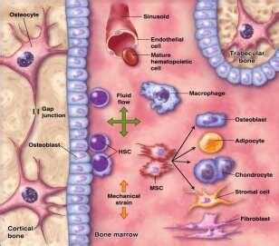 Anatomy Of Bone Marrow Showing The Stromal Complex Within The Bone