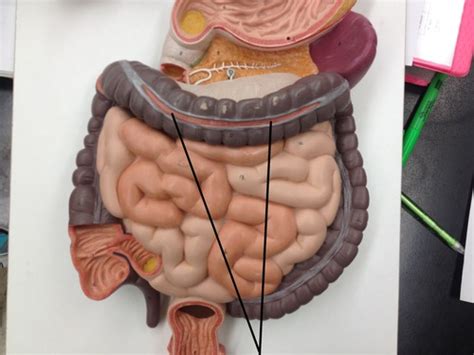 LGI Small Bowel Anatomy Pathology Flashcards Quizlet