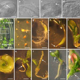 Ovule Seed And Seedling Phenotypes After Pollination Of A Thaliana