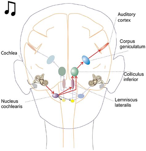 Auditory Nerve And Brain