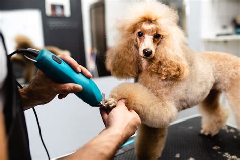 Why Its Worth Having Your Dog Groomed Professionally