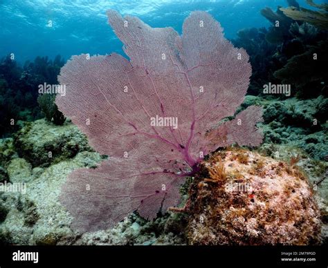 Common Sea Fan Gorgonia Ventalina Dive Site John Pennekamp Coral