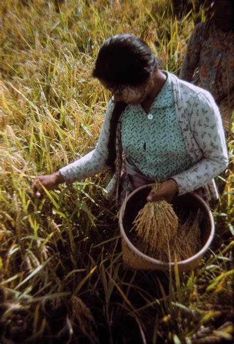 Oryza Sativa Poaceae Image At Phytoimages Siu Edu