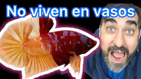 Ficha Técnica Pez Betta Betta splendens fish bettafish YouTube