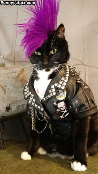 Punk Cat