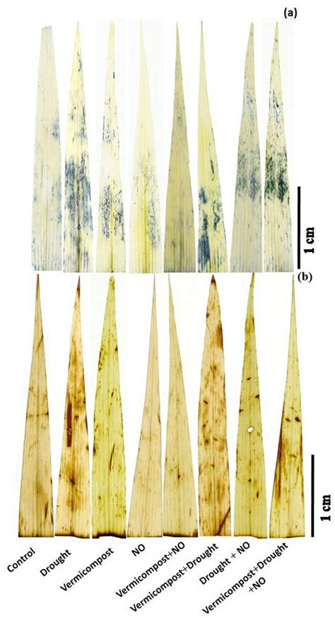 Accumulation Of Superoxide Ion A And H O B By Nbt And Dab Staining In