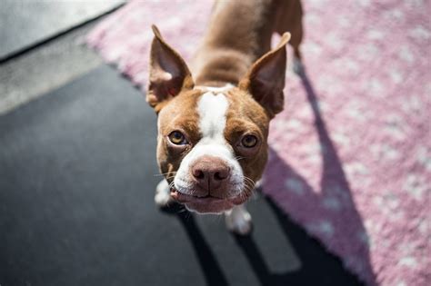 犬の飛びつき癖をしつけ直すための簡単な5つのステップ