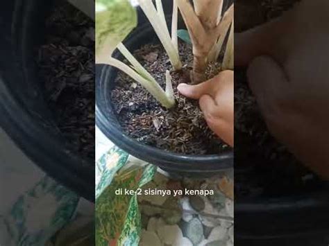 Cara Penanganan Aglaonema Patah Pinggang Part Youtube