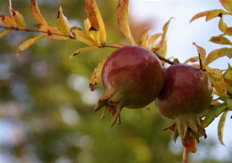 Granatapfel Zwerg Dwarf Pomegranate Punica Granatum Nana A