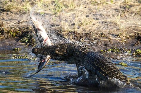 Premium Photo | Crocodile hunting fish in lake