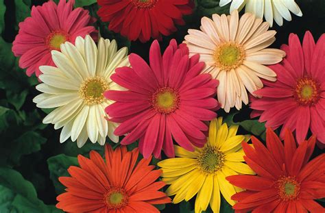 Everything about Gerbera Daisies - Plant Propagation