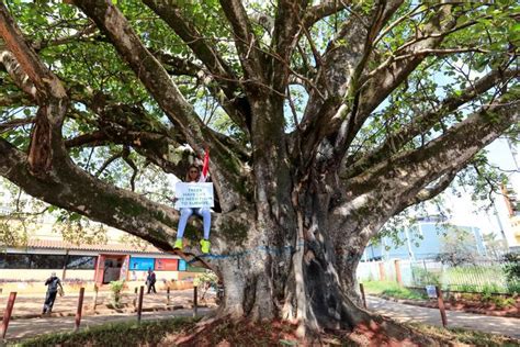 In Beeld De Meest Bijzondere Bomen In De Wereld