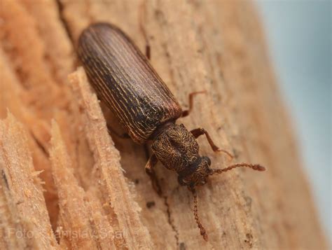 Insecte Mangeur De Bois Maison Ventana Blog