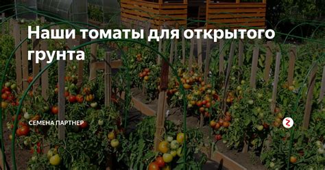 Наши томаты для открытого грунта | Семена Партнер | Дзен