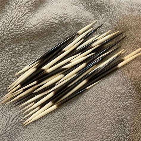 Porcupine Quills - Etsy