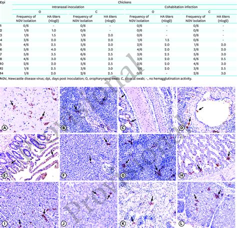 Immunohistochemistry Analysis Of Tissue Samples From Chickens